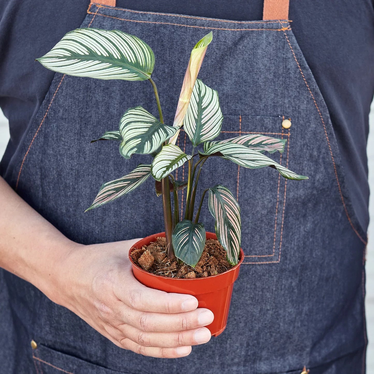 Calathea 'White Star'