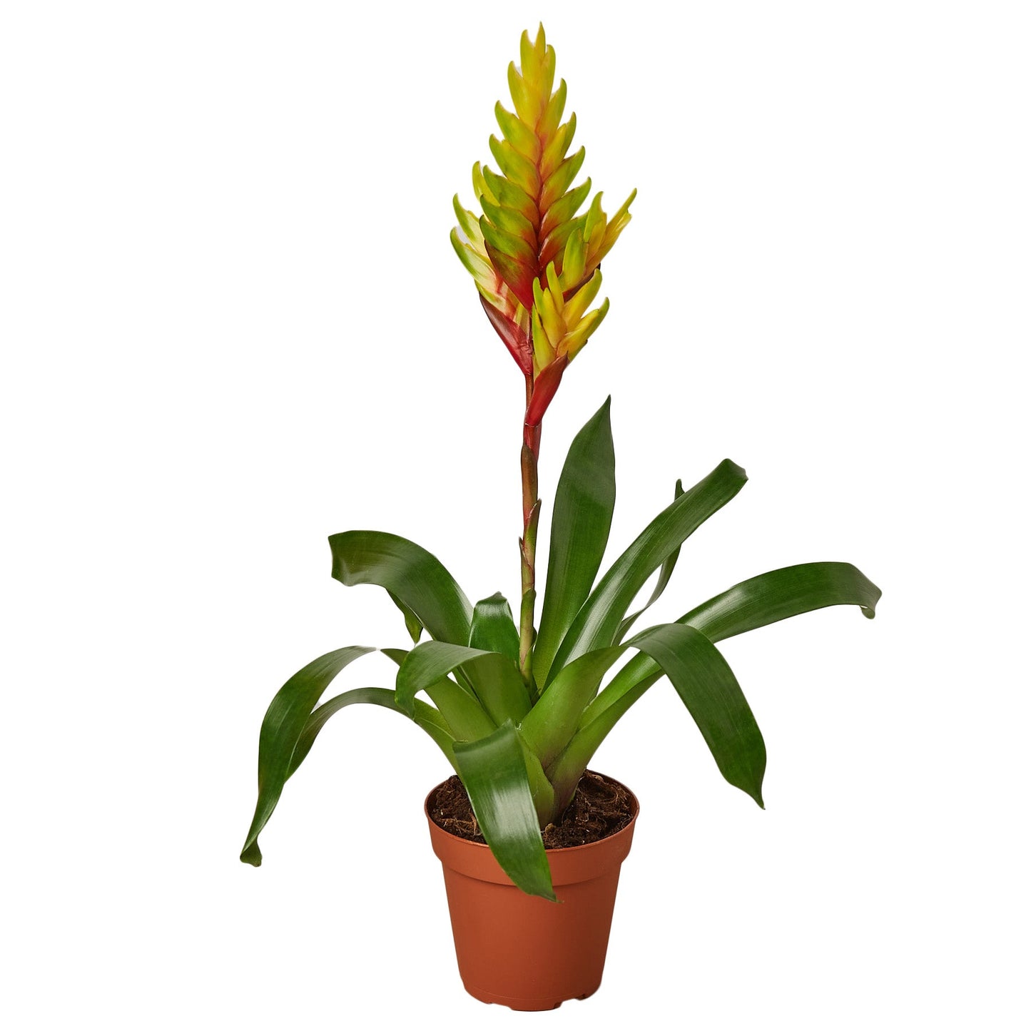 Bromeliad Vriesea 'Energy'