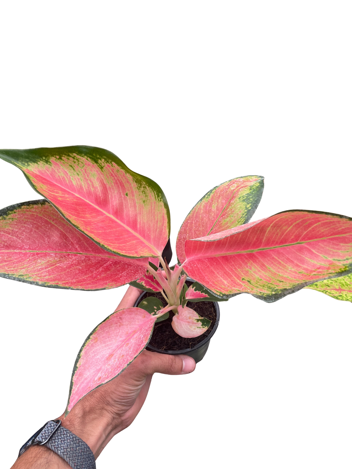 Chinese Evergreen 'Pink Pearl'