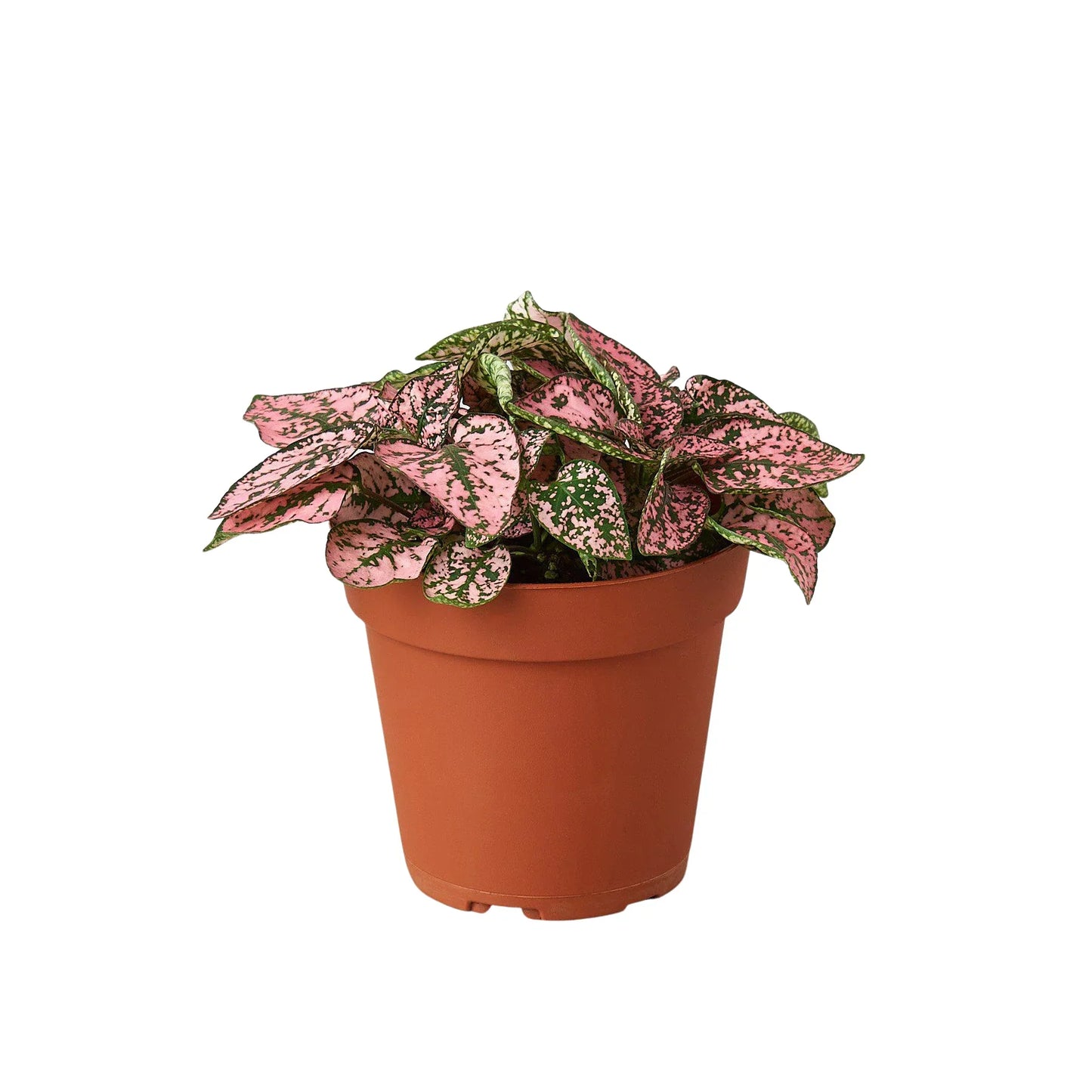 Hypoestes 'Polka Dot'