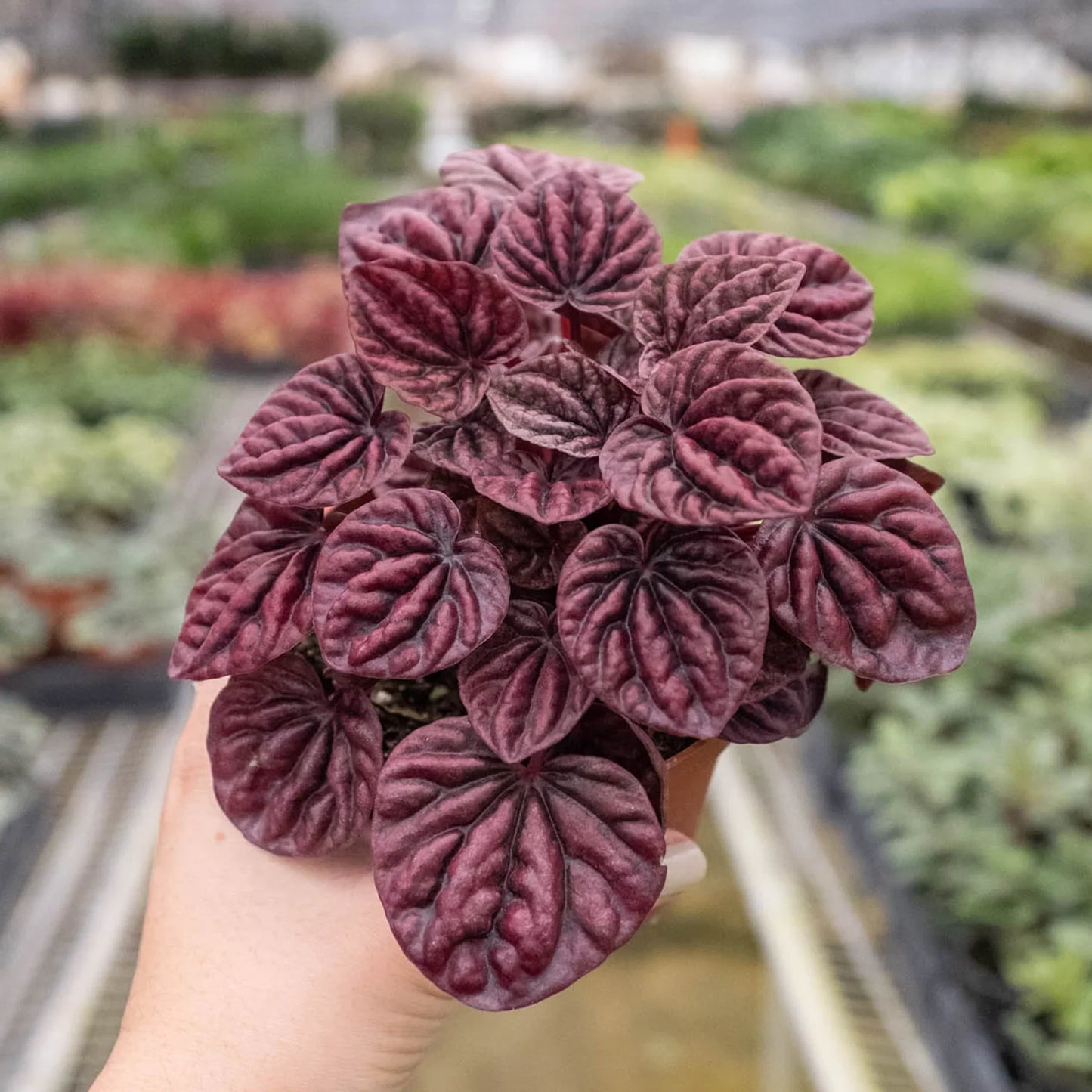 Peperomia 'Ripple Red'