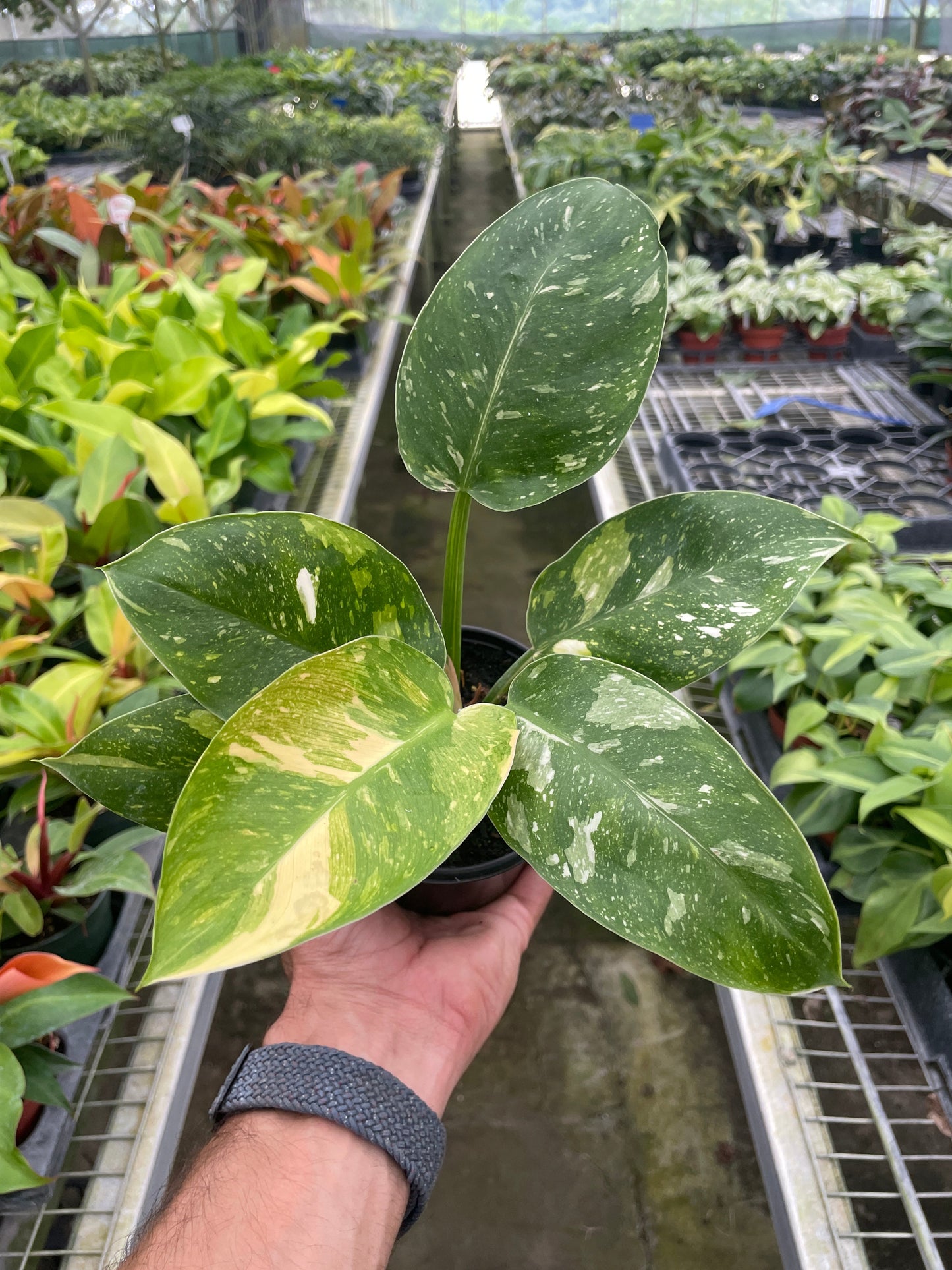 Philodendron 'Congo Nuclear'