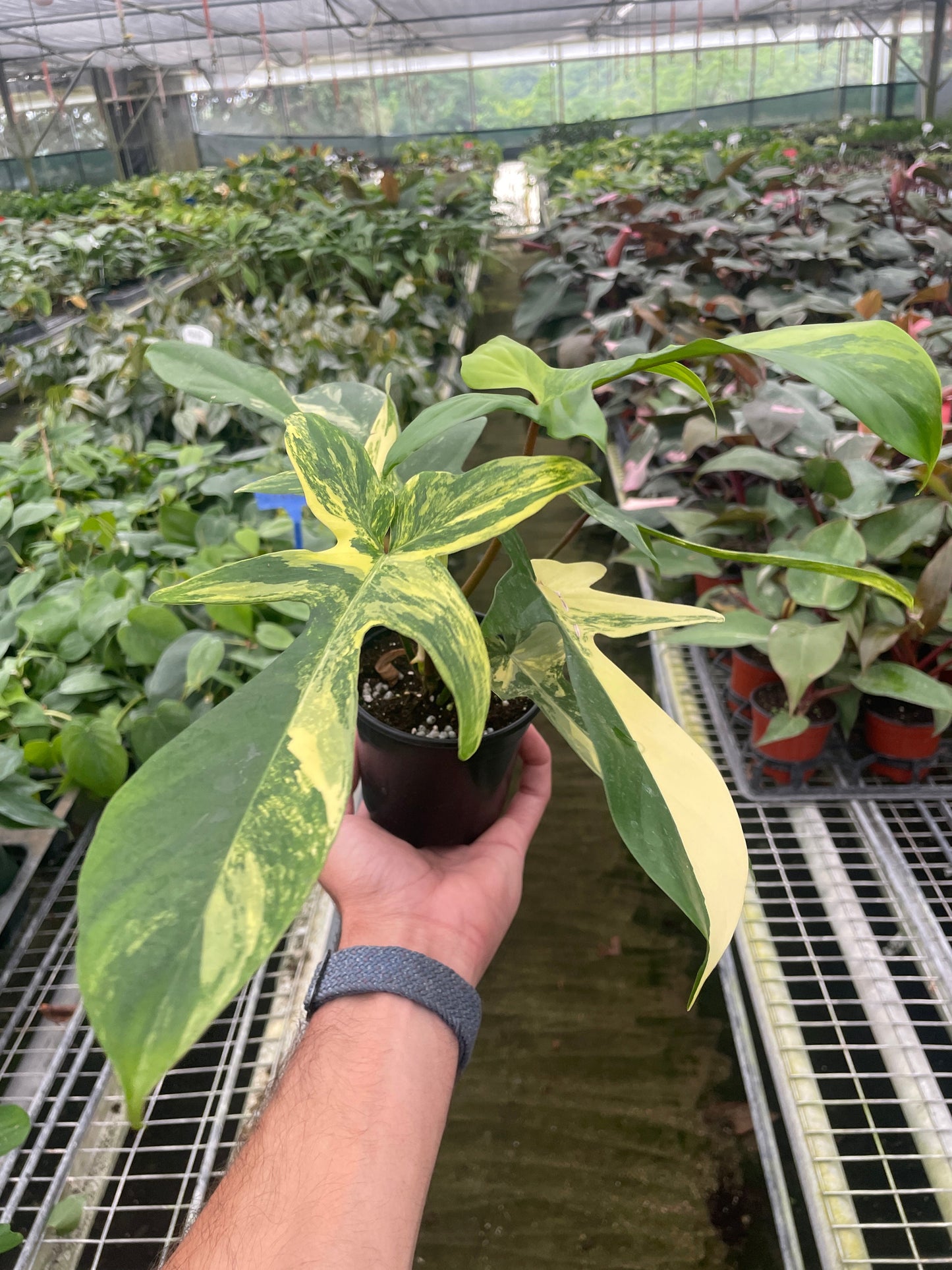 Philodendron Florida Beauty Variegated