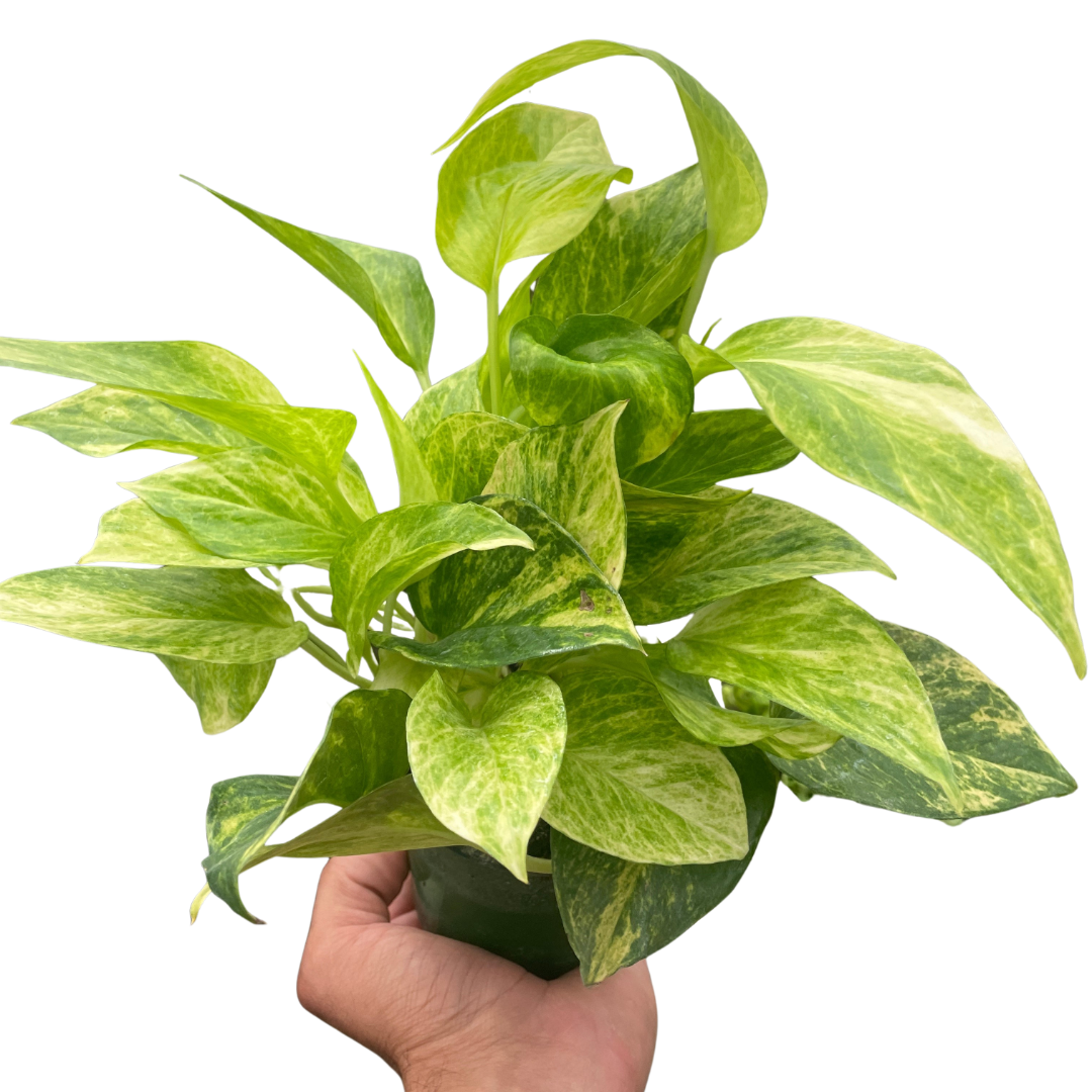 Pothos 'Neon Queen'