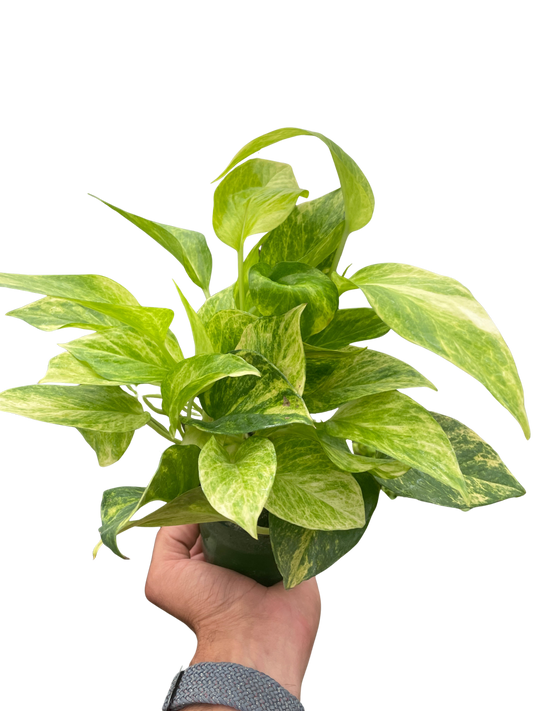 Pothos 'Neon Queen'