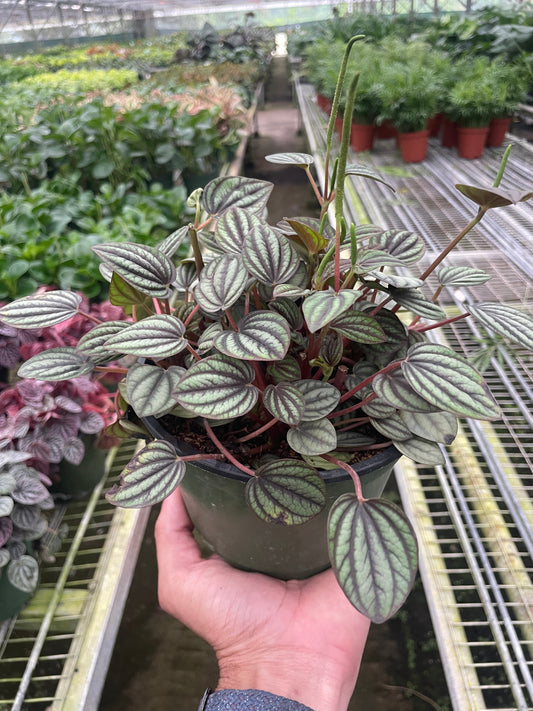 Peperomia 'Picollo Banda'