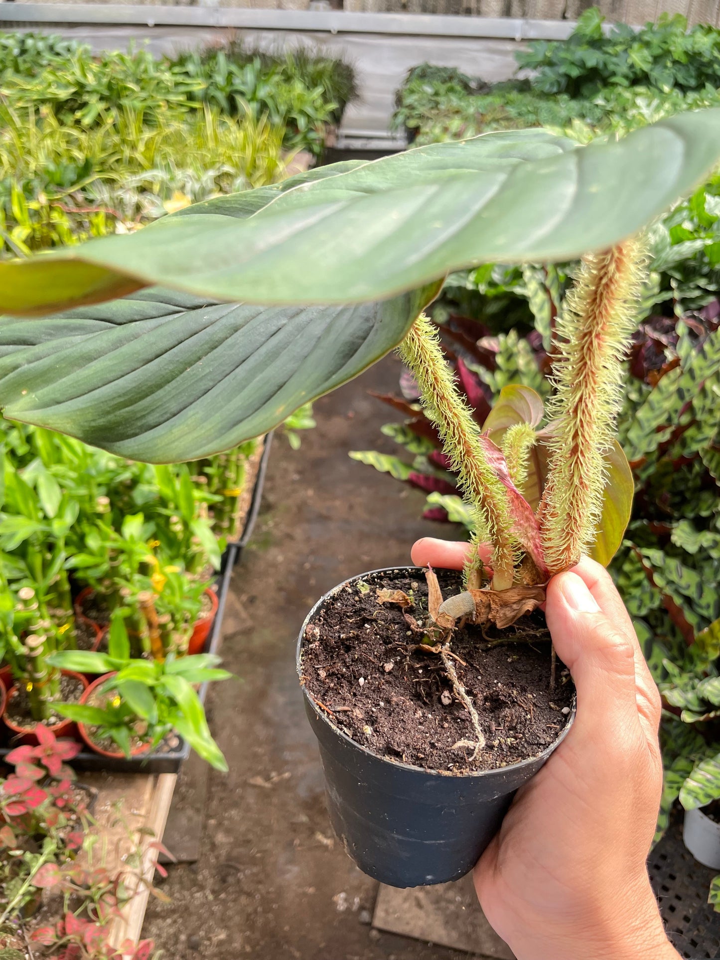 Philodendron 'Serpens'