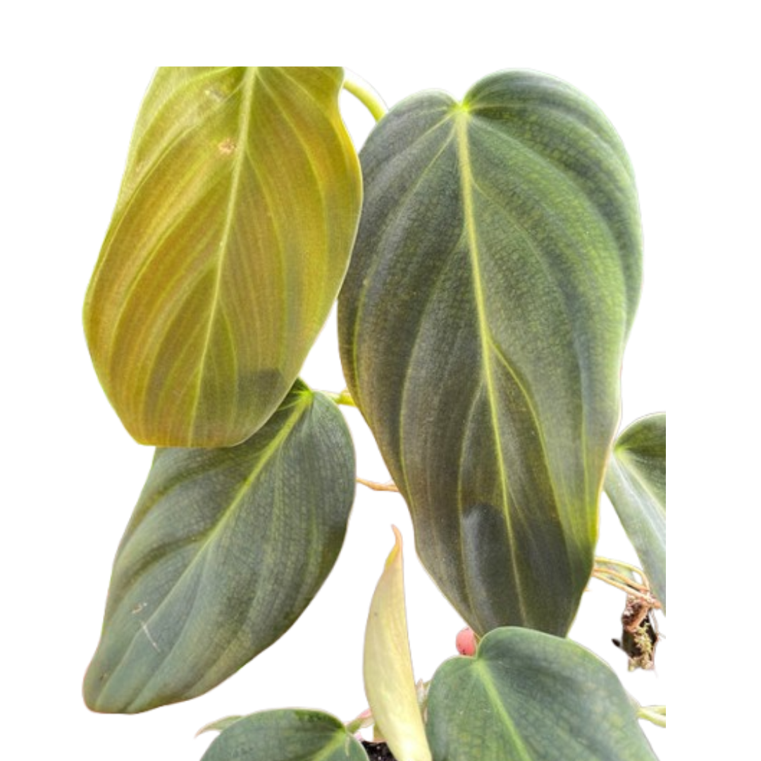 Philodendron Gigas