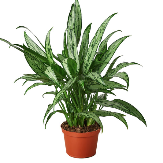 Chinese Evergreen 'Cutlass'